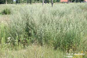 Bylica pospolita (Artemisia vulgaris) nieużytki okolice, sierpień