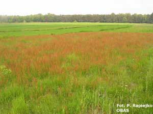 Szczaw zwyczajny (Rumex acetosa) – łąka początek czerwca